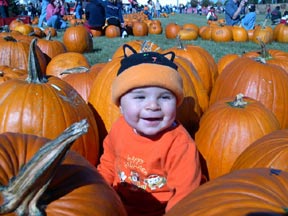 More Pumpkins